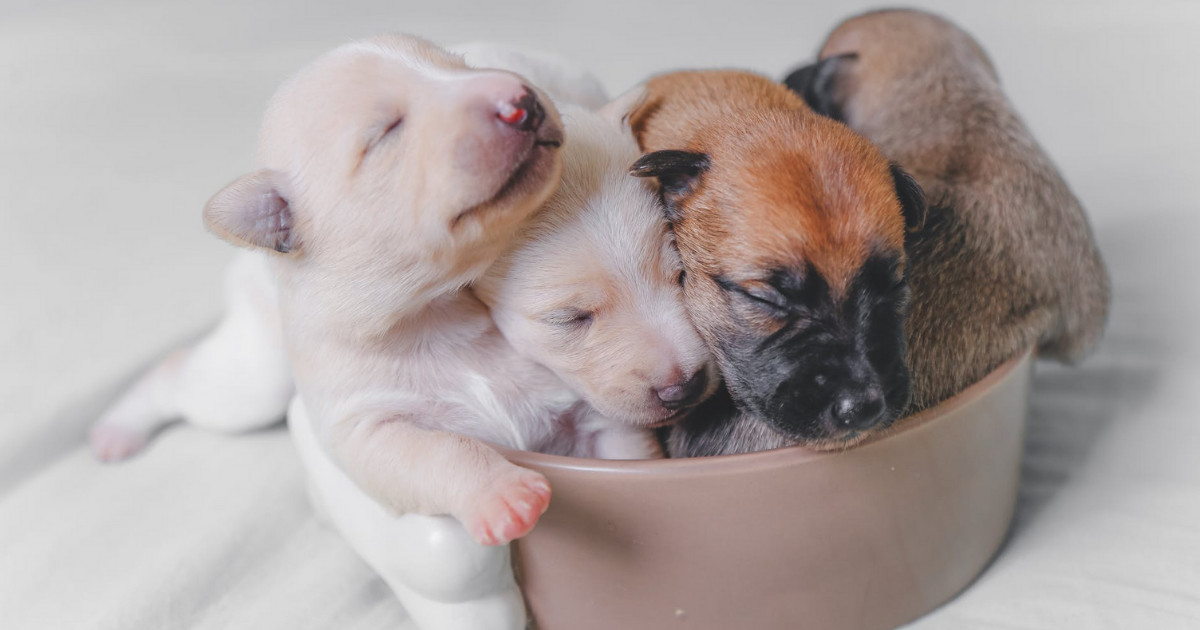 New Study Finds Link Between Lifestyle, Breed and Fearfulness in Dogs